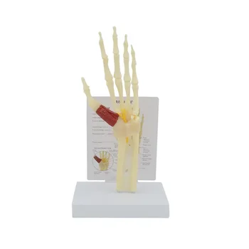 Модел на кости от човешки ръце с костите на дланта и китката за здравно обучение 18 см * 15 см * 30см